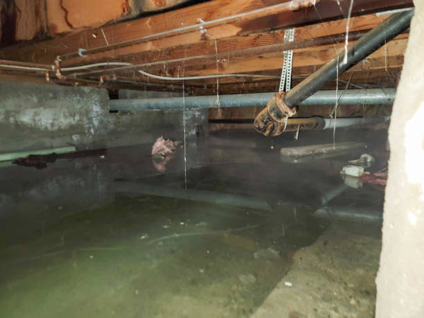 Best Basement water damage restoration  in State Center, IA